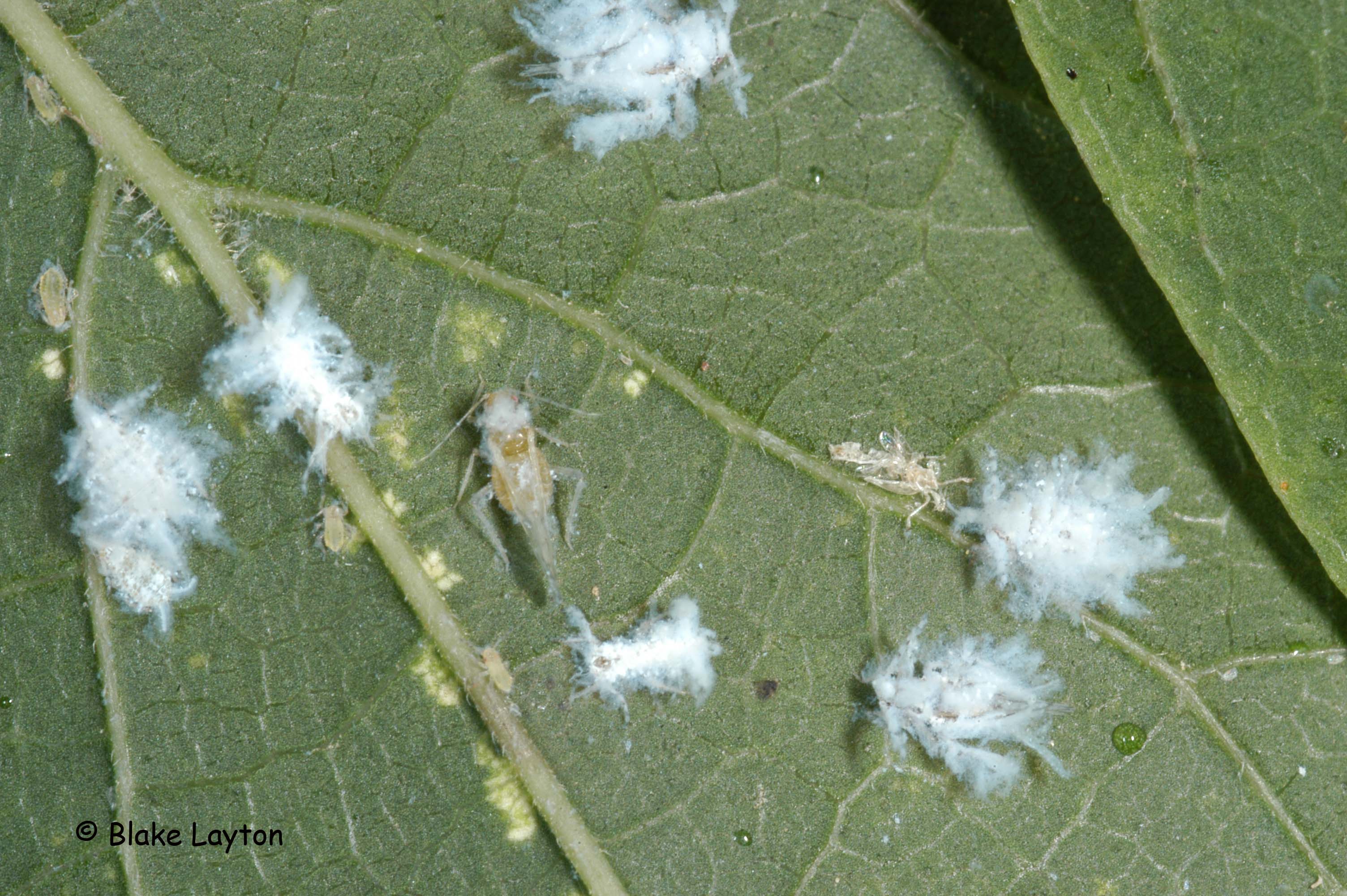 insects covered with fluffy white material 